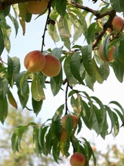 Organic peach/Jura,France