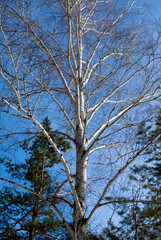 Bare Birch at  a winter blue sky in a mixed forest