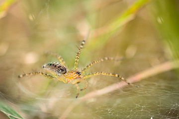Spider on the web