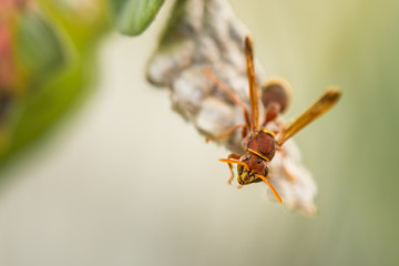 A hornet standing on it's nest