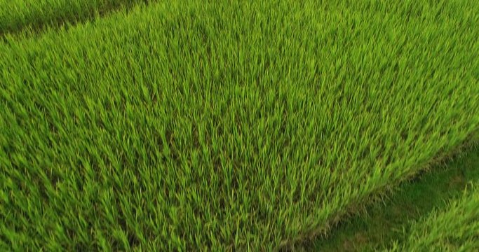 4K Aerial view of the green rice field pattern ,THAILAND