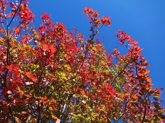 Changing color of red leaves under a blue sky with a cool breeze on a sunny day in October