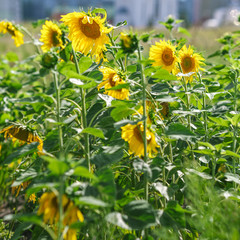 Sunflowers closeup