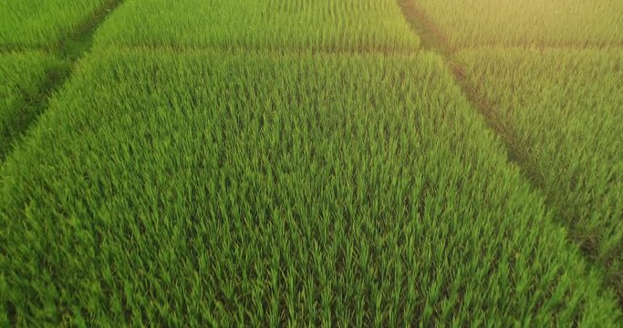 4K Aerial view of the green rice field pattern ,THAILAND
