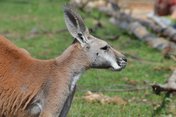 Kangaroo in the outdoors