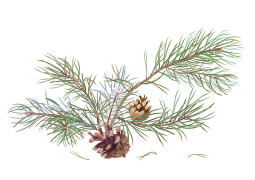 Bouquet of pine branches and cones, needles on white background, hand digital draw, watercolor style, decorative botanical illustration for design, Christmas tree, vector