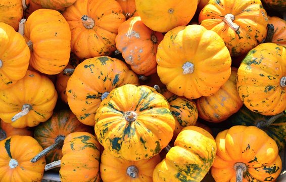 Different kinds of pumpkins