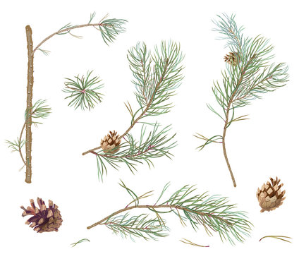 Collection of pine branches and cones, needles on white background, hand digital draw, watercolor style, decorative botanical illustration for design, Christmas plants, vector
