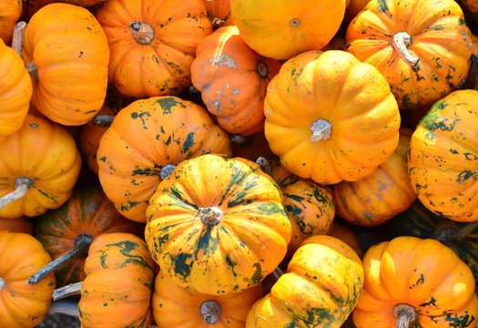 Different kinds of pumpkins