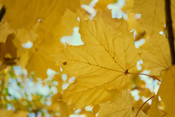 Yellow maple leaves in the fall on a blue sky background