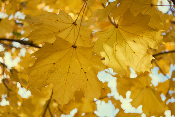 Yellow maple leaves in the fall on a blue sky background