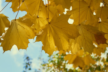 Yellow maple leaves in the fall on a blue sky background