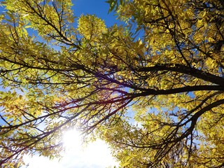 Looking at a blue sky under yellow color leaves and branches on a sunny day in October