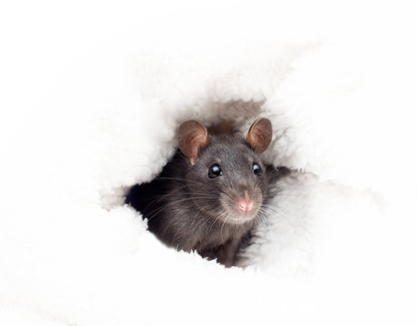 little cute rat in a fluffy white blanket