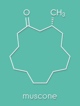 「Muscon」の写真素材 15件の無料イラスト画像 Adobe Stock