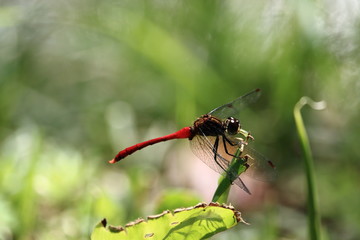 red dragonfly