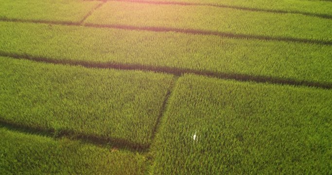 4K Aerial view of the green rice field pattern ,THAILAND
