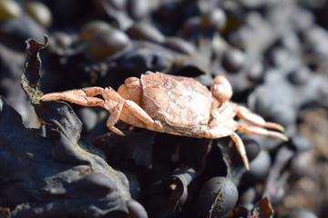 Small crab on seaweed at the beach