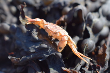Small crab on seaweed at the beach