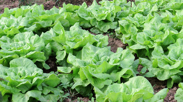 planta&ccedil;&atilde;o de alface em fazenda pronta para colheita