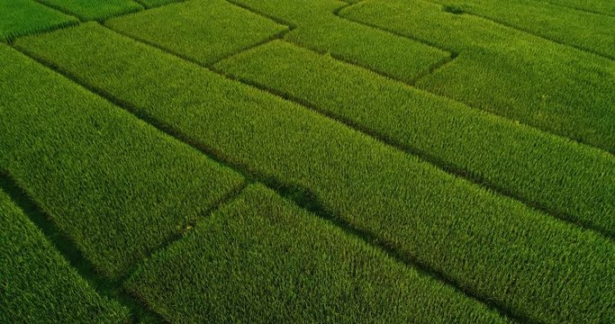 4K Aerial view of the green rice field pattern ,THAILAND