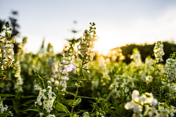white flower on garden