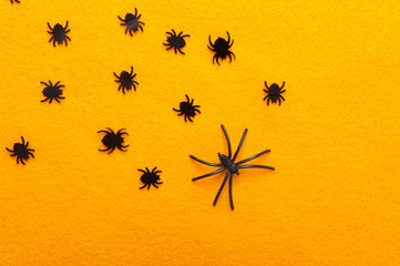 spiders, halloween 