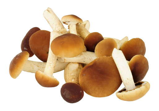 Fresh raw pioppini mushrooms isolated on a white background