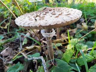 Kappe des Schirmpilzes