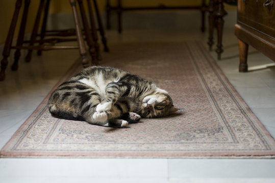 Sleeping Carpet Cat