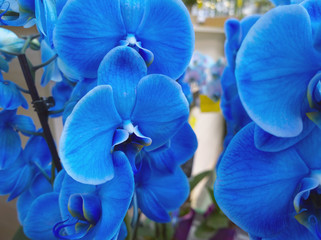 Fototapeta na wymiar Royal blue orchid for sale. Blue sapphire phalaenopsis. Selective focus.