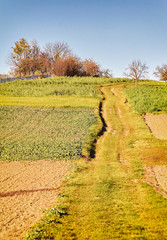 Obraz premium Road in an agricultural area