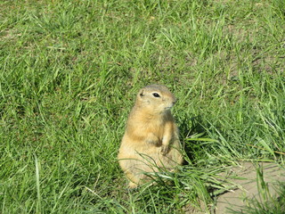 Gopher hole in the grass