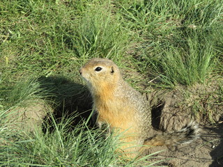 Gopher hole in the grass