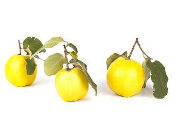 Several fruits of quince on isolation