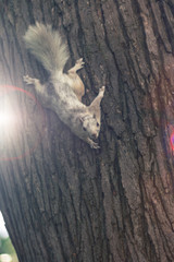 Fototapeta na wymiar weißes Eichhörnchen am Baum