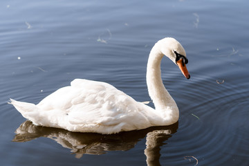 white beautiful Swan swimming in a lake