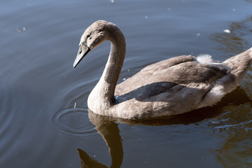 gray beautiful Swan swimming in a lake