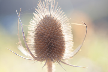 Dipsacus flower in bright shine sunlight nature Autumn season flowers