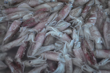 squid for sell in the seafood market for cooking
