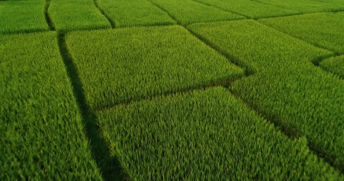 4K Aerial view of the green rice field pattern ,THAILAND