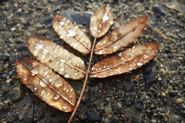 Brown-orange autumn leaf on the ground with water drops