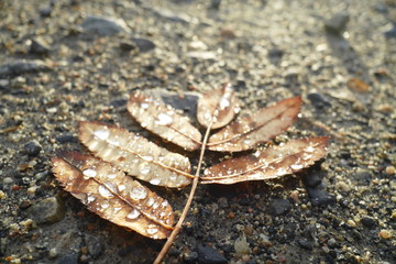 Brown-orange autumn leaf on the ground with water drops