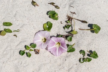 Glénants island France Flower in the sand