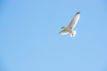 seagull flying and yell