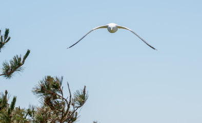 seagull flying front view