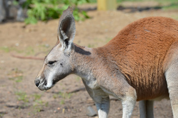 Kangaroo in the outdoors