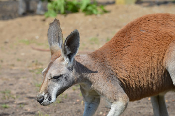 Kangaroo in the outdoors