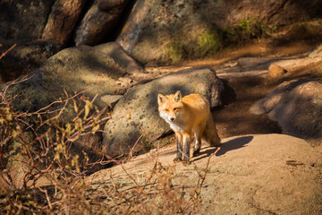 Red Fox in natural habitat