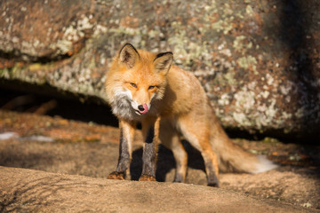 Young red Fox licks his lips